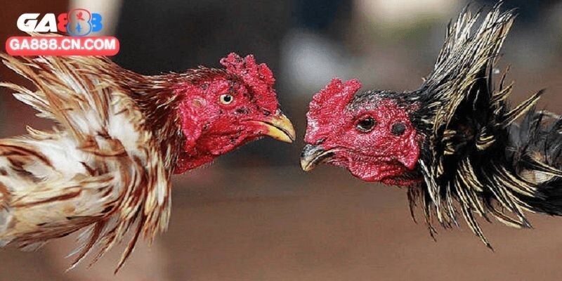 Ngoài thức ăn chính, cần bổ sung thực phẩm khác