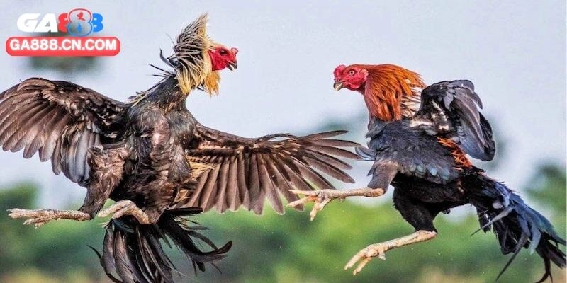 Chuyên gia nhấn mạnh tình huống đặc biệt