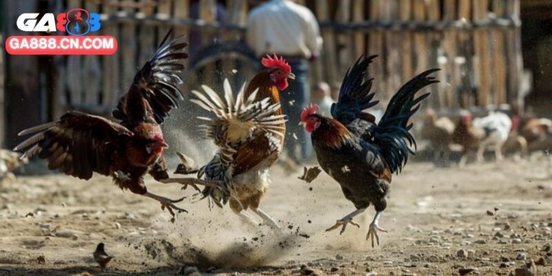 Điểm cuốn hút của trường đấu gà CPC2