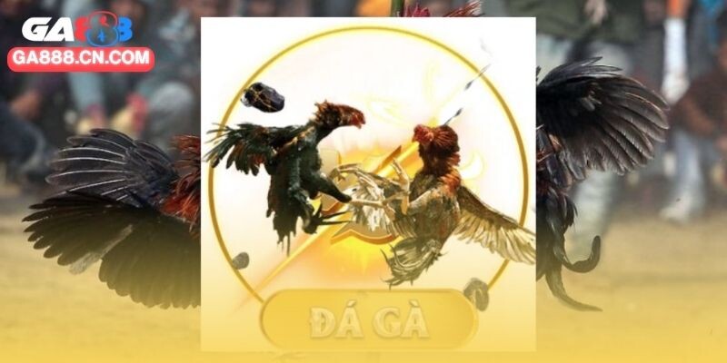 Đá gà SV388 cung cấp trải nghiệm thực tế