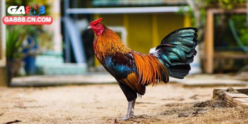 Phân bổ lịch trình gà tập luyện thật khoa học