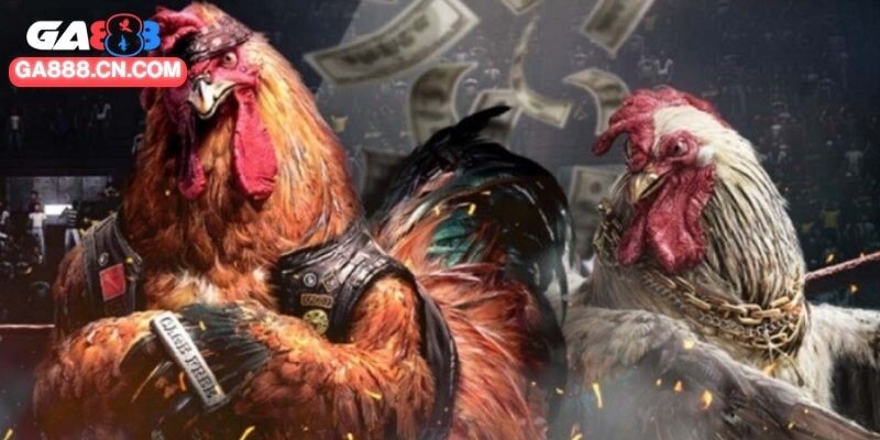 Xem ngày đá gà tốt là phong tục lâu đời