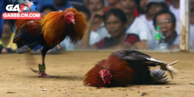 Yếu tố gà đối thủ đóng vai trò quan trọng